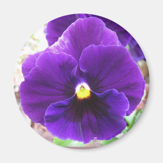 Lila Pansy Magnet (Vorne)