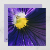 Lila Pansy-Makro-Foto modern (Vorne/Hinten)