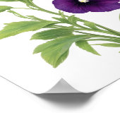 Lila Pansy Poster (Ecke)