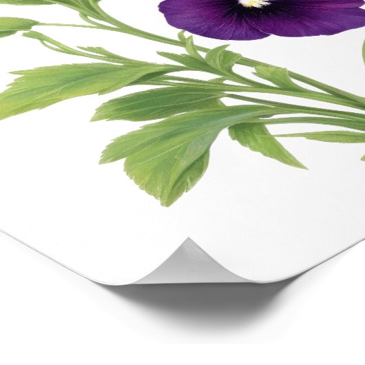 Lila Pansy Poster (Ecke)