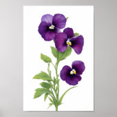 Lila Pansy Poster (Vorne)