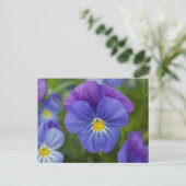 Lila Pansy Postkarte (Stehend Vorderseite)