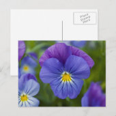 Lila Pansy Postkarte (Vorne/Hinten)