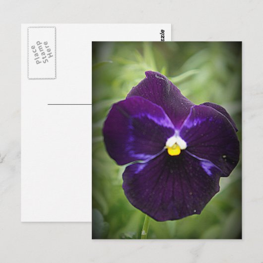 Lila Pansy Postkarte (Vorne/Hinten)