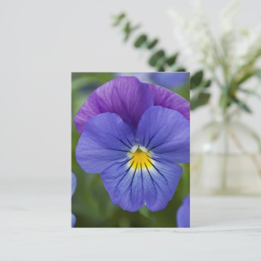 Lila Pansy Postkarte (Stehend Vorderseite)