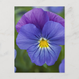 Lila Pansy Postkarte