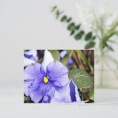 Lila Pansy Postkarte (Stehend Vorderseite)