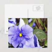 Lila Pansy Postkarte (Vorne/Hinten)