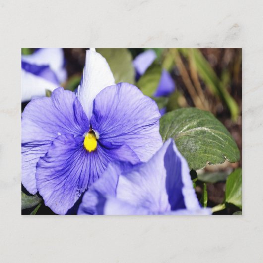 Lila Pansy Postkarte (Vorderseite)