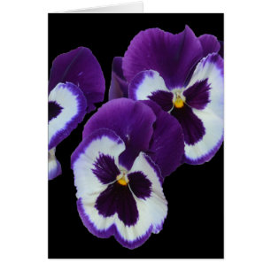 Lila Pansy Posy,