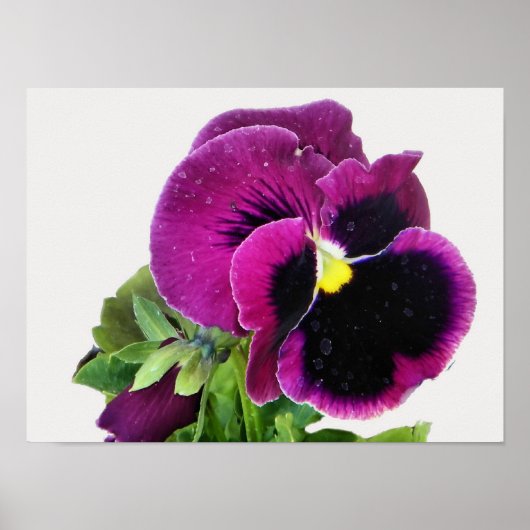 Lila Pansy Print Poster (Vorne)