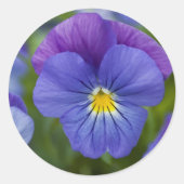 Lila Pansy Runder Aufkleber (Vorderseite)