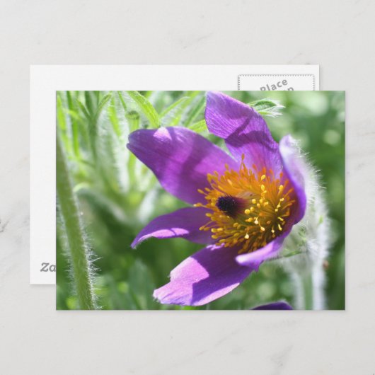 Lila Pasque Blume Foto Postkarte (Vorne/Hinten)