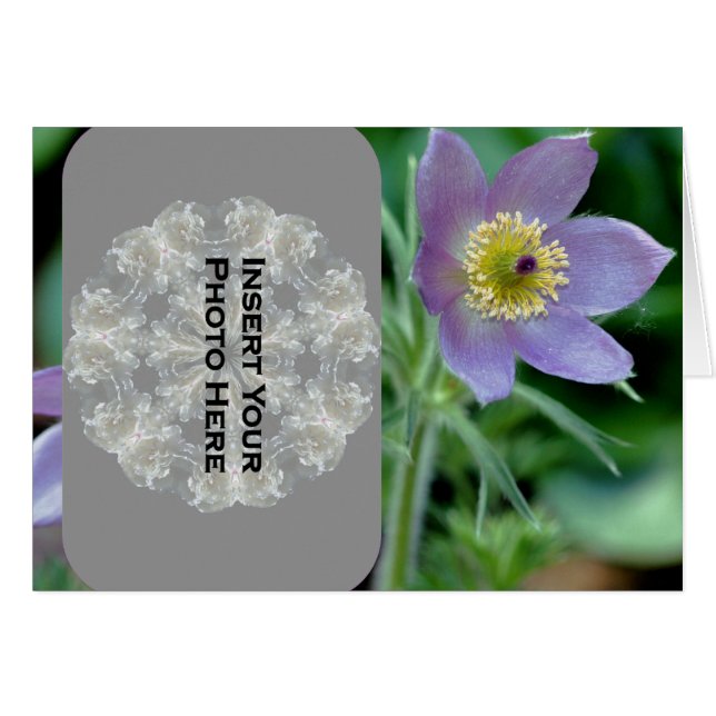 Lila Pasque-Blume-Fotokarte (Vorderseite (Horizontal))