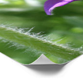 Lila Pasque-Blume Nah Poster (Ecke)