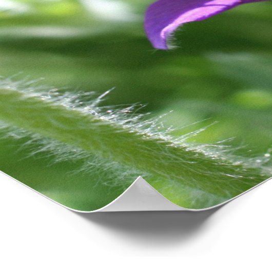 Lila Pasque-Blume Nah Poster (Ecke)