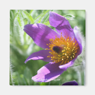 Lila Pasque Flower Fotografie Magnet
