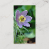 Lila Pasque Flower Fotografy Business Card Visitenkarte (Rückseite)