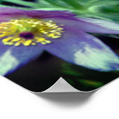 Lila Pasque Spring Blumen Nah Poster (Ecke)