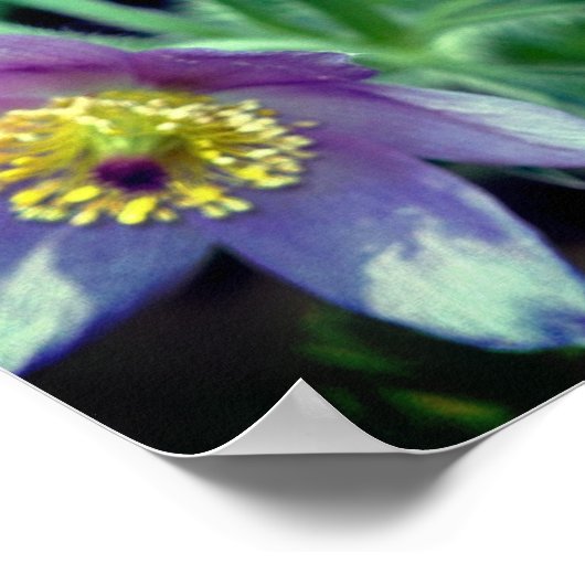 Lila Pasque Spring Blumen Nah Poster (Ecke)