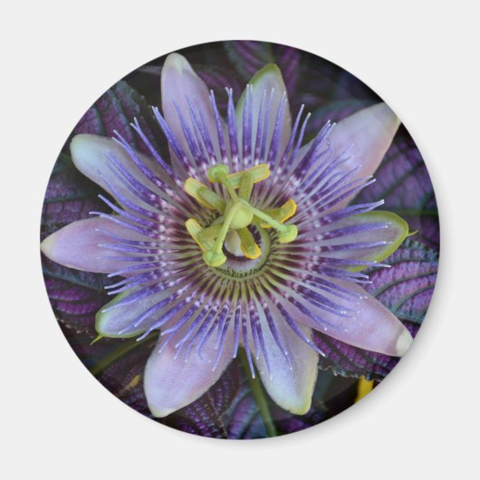 Lila Passiflora Passion Blume Magnet (Vorne)