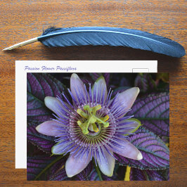 Lila Passiflora und Persischer Schild Fotografie Postkarte