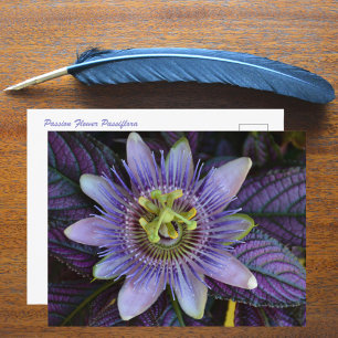 Lila Passiflora und Persischer Schild Fotografie Postkarte