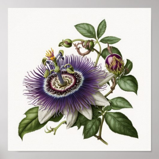 Lila Passion Blume Art Print Poster (Vorne)