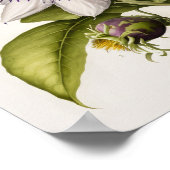 Lila Passion Blume Art Print Poster (Ecke)