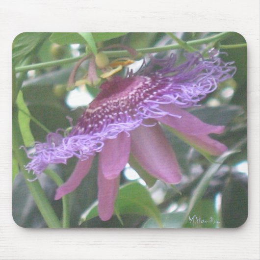 Lila Passion Blume Foto Mousepad (Vorne)
