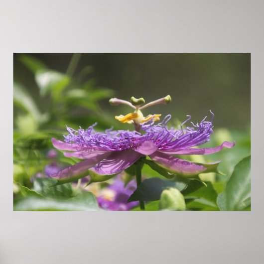 Lila Passion Blume Nature Poster (Vorne)