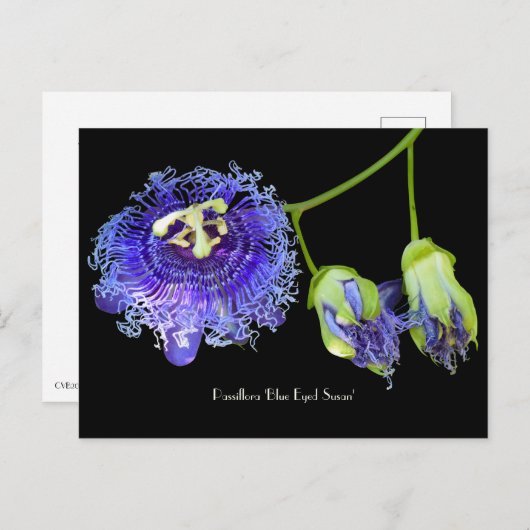 Lila Passion Blume Sammelkarte Postkarte (Vorne/Hinten)