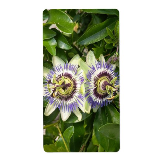 Lila-Passion Blumen-Etikett (Vorne)