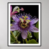Lila Passion Fruit Blume, Poster (Vorne)