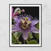 Lila Passion Fruit Blume, Postkarte (Vorderseite)