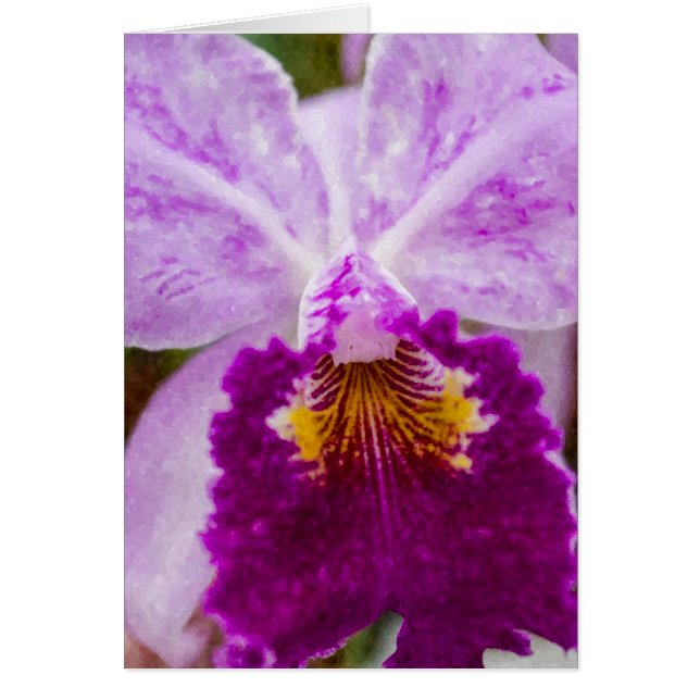 Lila Passion Orchid (Vorne)