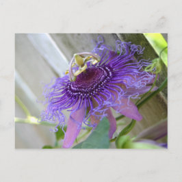 Lila Passion tropische Blume blühen nah auf Postkarte