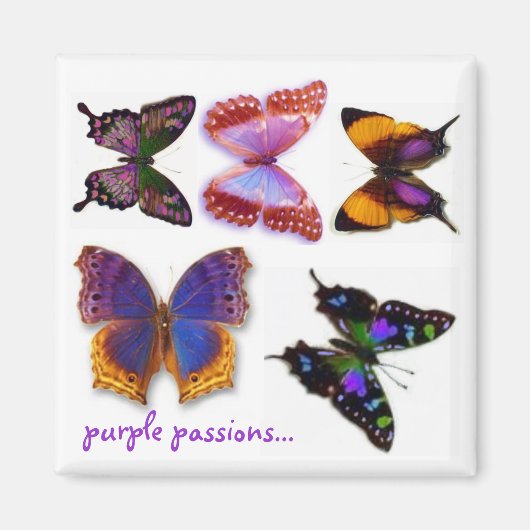 Lila Passionen Butterflies Magnet von S Ambrose (Vorne)