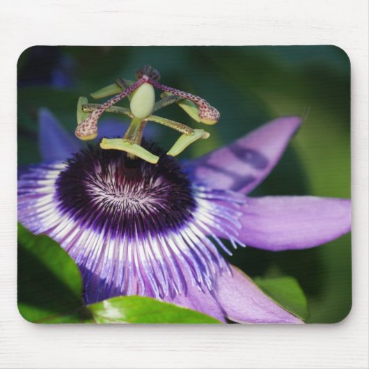 Lila Passionfruit Mousepad (Vorne)