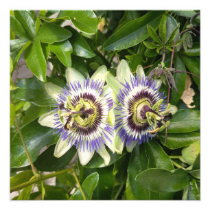 Lila Passionsblumen-Botanik-Foto-Druck Fotodruck