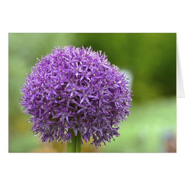 Lila Passionsnotecard (Vorderseite (Horizontal))