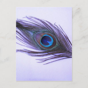 Lila Peacock Feather Postkarte