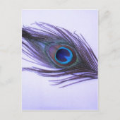 Lila Peacock Feather Postkarte (Vorderseite)