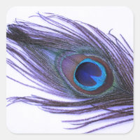 Lila Peacock Feather