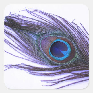 Lila Peacock Feather Quadratischer Aufkleber