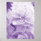 Lila Peony Poster (Vorne)