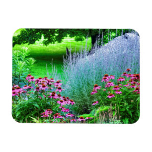 Lila Perovskia und Echinacea Magnet