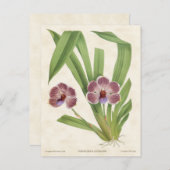 Lila Pescatorea Orchid Vintag Botanisch Postkarte (Vorne/Hinten)
