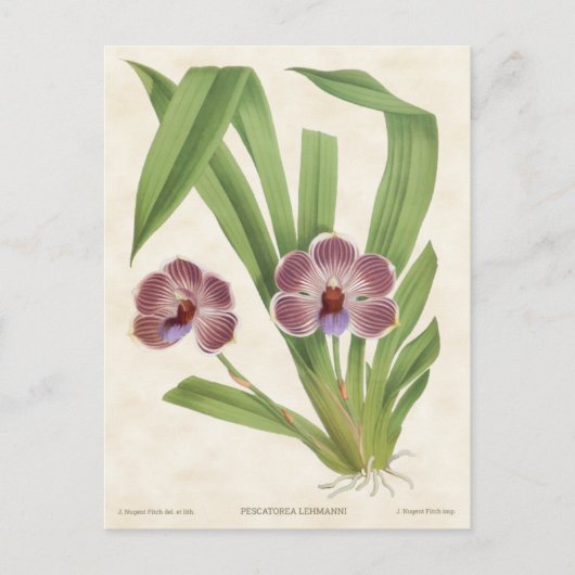 Lila Pescatorea Orchid Vintag Botanisch Postkarte (Vorderseite)