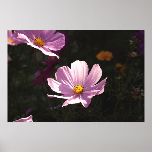 LILA PETALISCHE BLUME POSTER (Vorne)
